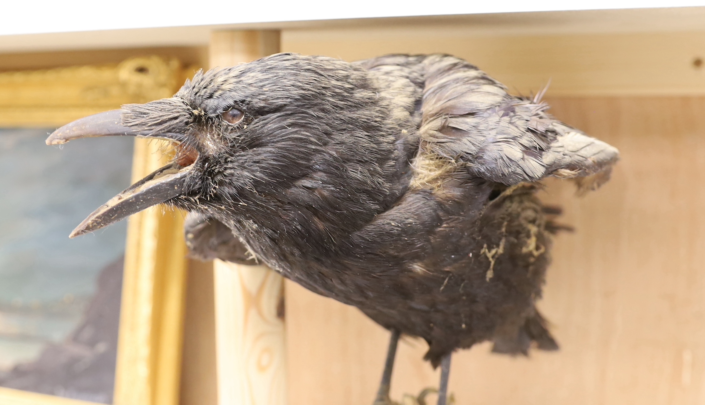 A taxidermy crow on stand 32cm high